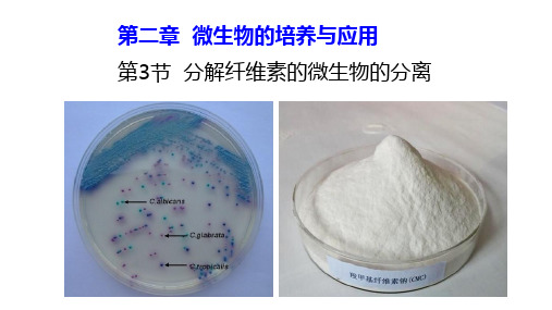 人教版生物选修一第二章第三节-分解纤维素的微生物的分离