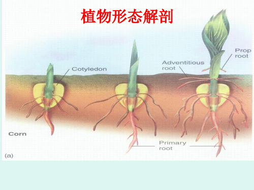 选考生物：植物形态解剖(2020.2.4)