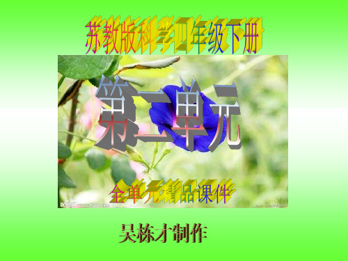 苏教版科学四年级下册第二单元《养蚕》精品课件