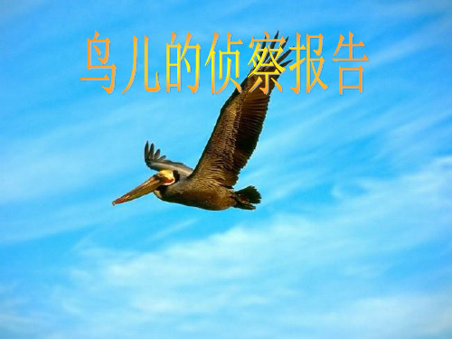语文五年级上北师大版《鸟儿的侦察报告》课件(35张)