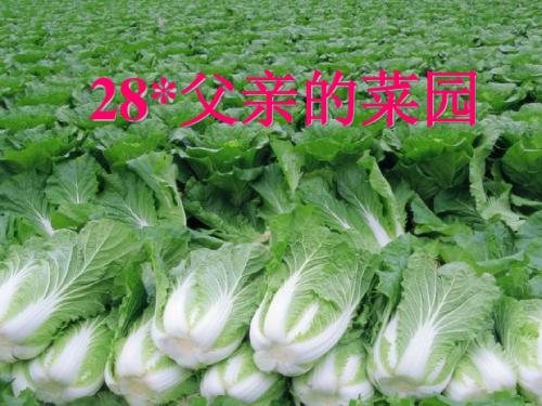 人教版小学四年级下册语文28.父亲的菜园 ppt.