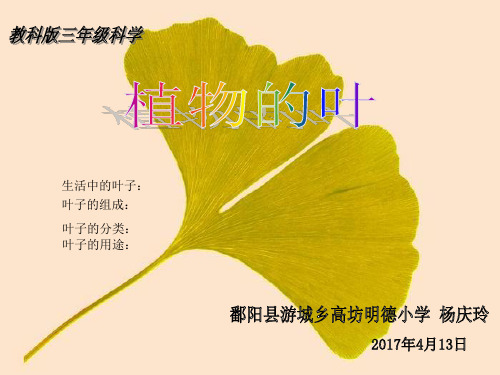 粤教版科学《植物的叶》公开课课件1