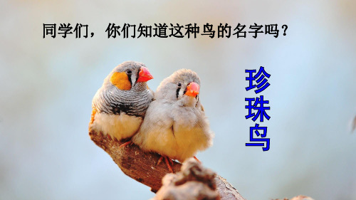 部编版五年级语文上册4 珍珠鸟【PPT】
