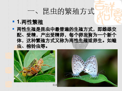 昆虫繁殖及发育