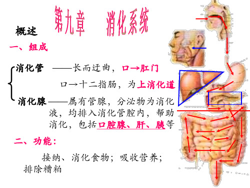 7.消化系统(概述、消化管)