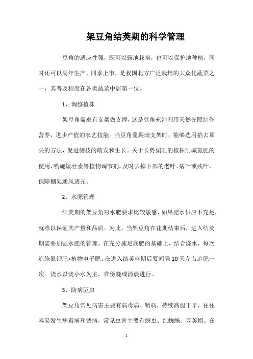 架豆角结荚期的科学管理