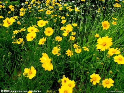 20《花的勇气》(好)讲解