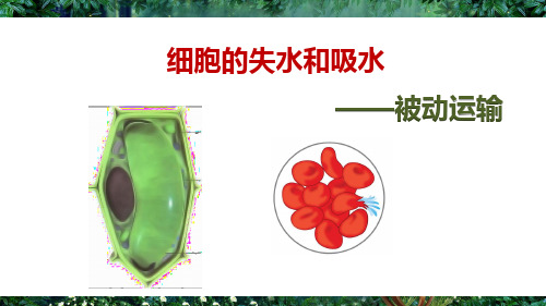 新版人教版高中生物必修一第四章第一节被动运输