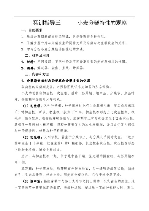 实训指导四----小麦分蘖特性的观察