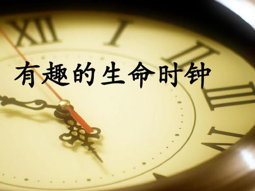 五年级下册语文同步课件-17.有趣的生命时钟 l  西师大版 (共16张PPT)