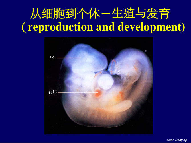 普通生物学 细胞个体的生殖和发育