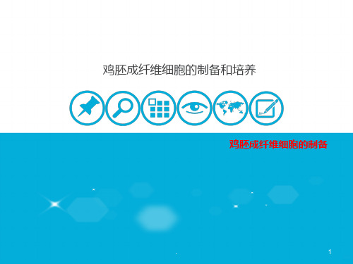 鸡胚成纤维细胞制备PPT课件