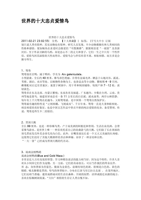 世界的十大忠贞爱情鸟