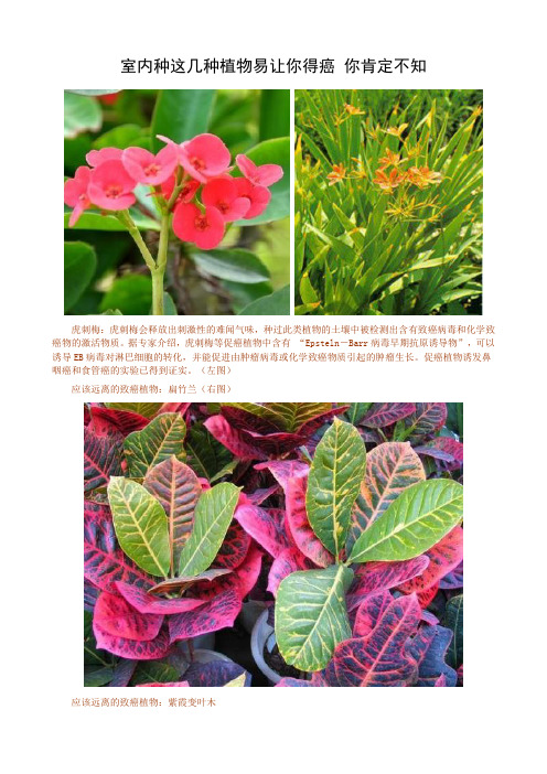 室内种这几种植物易让你得癌 你肯定不知