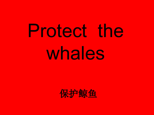 环保-保护鲸鱼-protect the whales