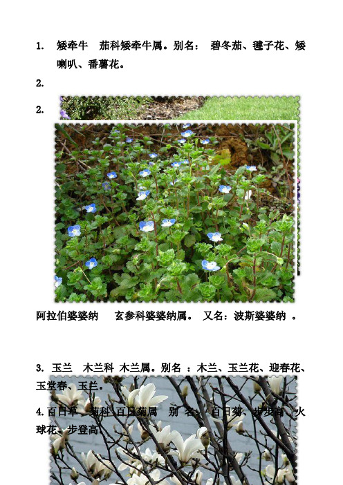 身边的植物名字大全