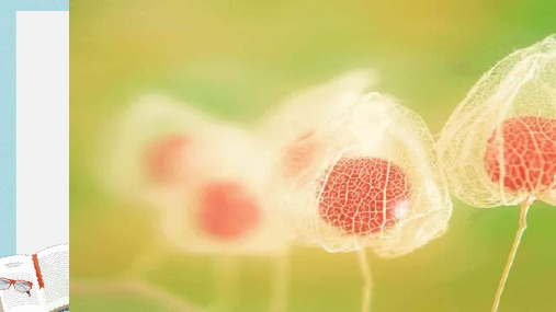 七年级语文下册(人教版)2《爸爸的花儿落了》ppt课件