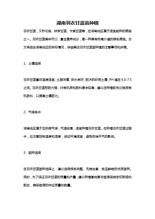 湖南羽衣甘蓝苗种植
