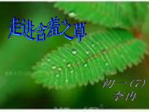 含羞草