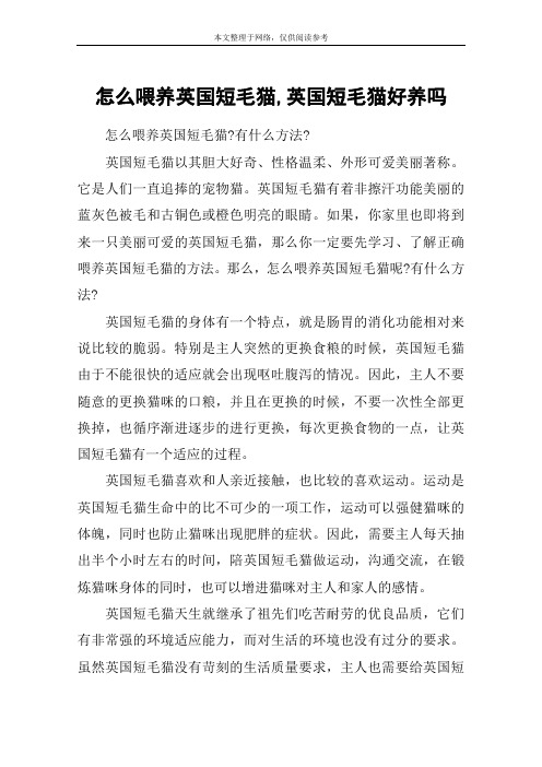 怎么喂养英国短毛猫,英国短毛猫好养吗