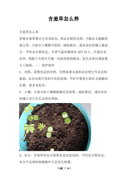 含羞草怎么养