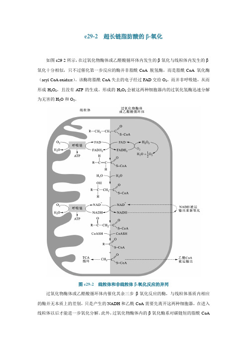 e29-2超长链脂肪酸的β-氧化