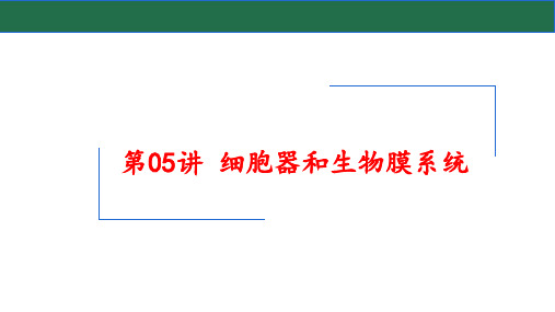 2025届高三生物一轮复习课件：细胞器和生物膜系统