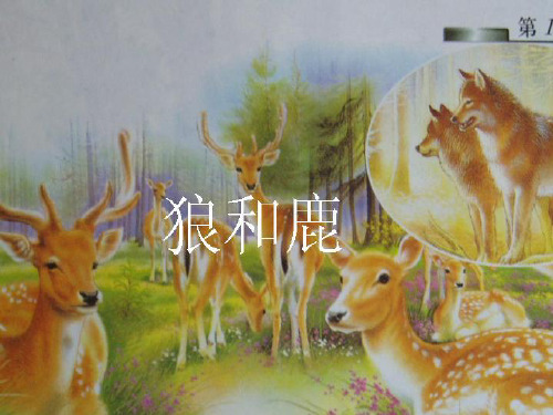 苏教版三年级语文下册《18狼和鹿》PPT课件