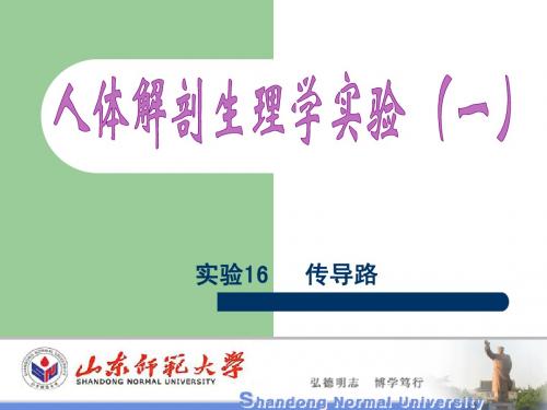 实验14 传导路