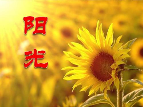 《阳光》PPT课件3 (共40张PPT)