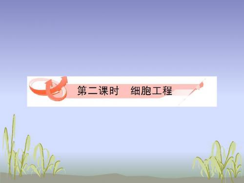 2012届高考生物第一轮讲练测复习：细胞工程(1)精选教学PPT课件