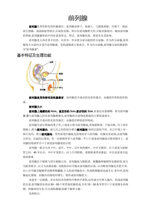 前列腺解剖结构