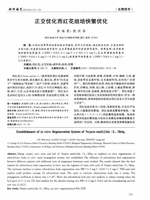 正交优化西红花组培快繁优化