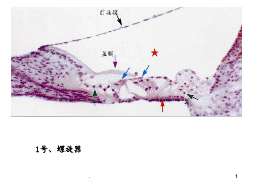 组织胚胎切片图片PPT课件