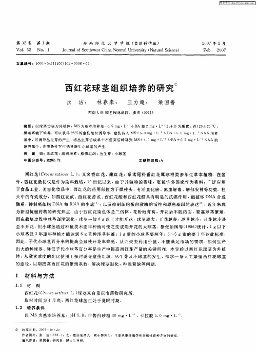 西红花球茎组织培养的研究