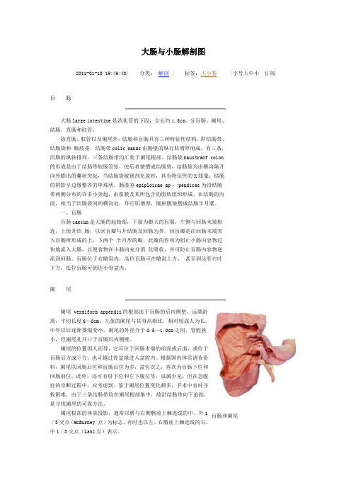 大肠与小肠解剖图