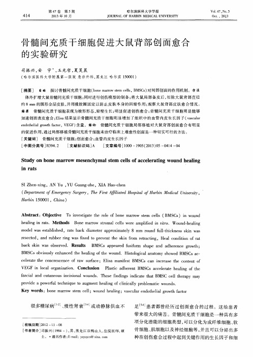 骨髓间充质干细胞促进大鼠背部创面愈合的实验研究