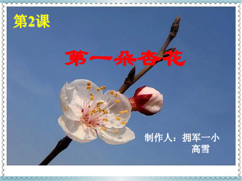 苏教版小学四年级下册语文：《第一朵杏花》