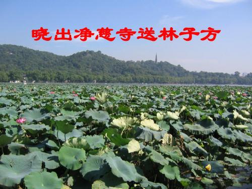北师大版语文八年级下册ppt课件诗词三首 晓出净慈寺送林子方