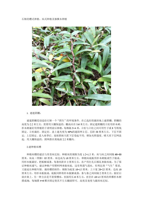农研铁皮石斛种植基地之种植
