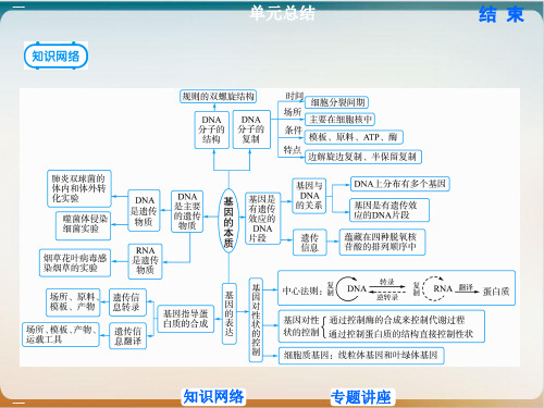 新教材《基因的本质》PPT人教版