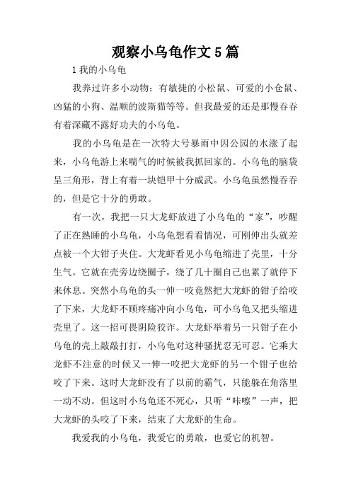 观察小乌龟作文5篇