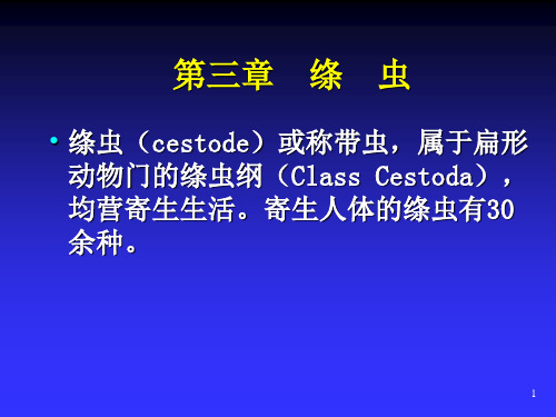 绦虫纲ppt课件