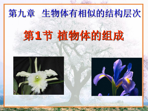 9.1植物体的组成 课件