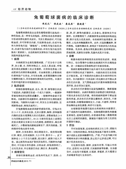 兔葡萄球菌病的临床诊断