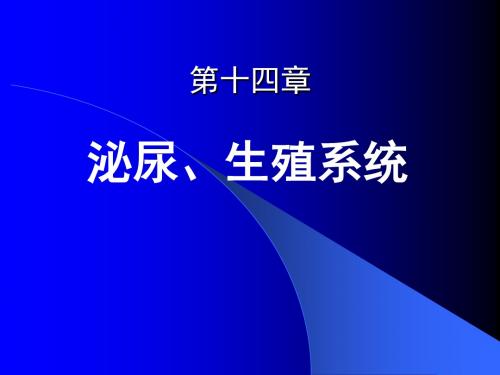 第十四章 泌尿、生殖系统 PPT课件