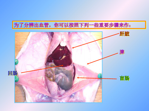 小鼠消化系统的解剖ppt课件