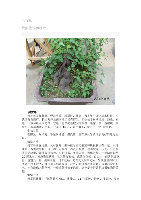 白首乌