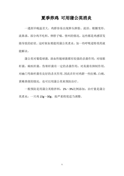 夏季养鸡可用蒲公英消炎