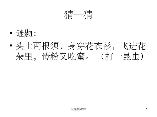 四年级美术教程蝴蝶PPT课件